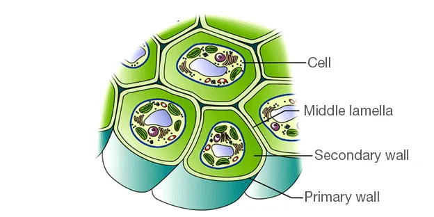 Plant cell wall layers